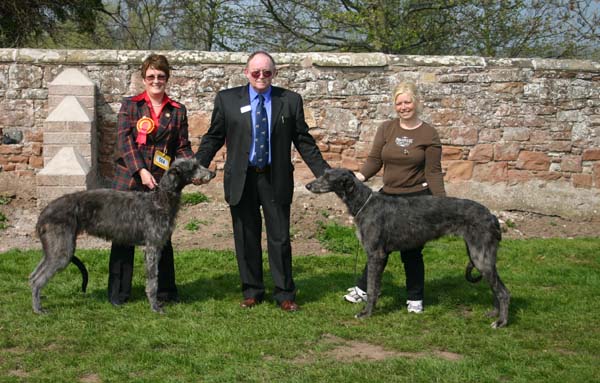 Best Puppies Hound Association of Scotland 2007